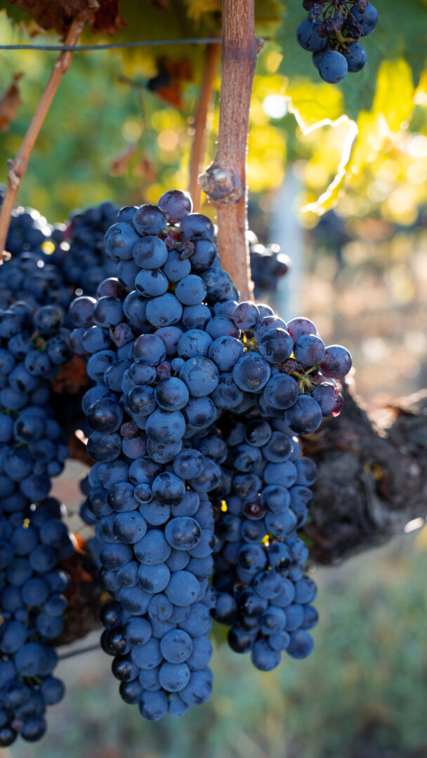 Produits de Donna - Raisins noirs